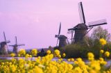 Holland - Blumenparadies 4 Tage