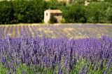 Lavendelblüte in der Provence