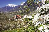 Apfelblüte im Südtirol