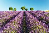 Provence